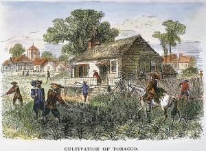 17th century Virginia Tobacco Plantation